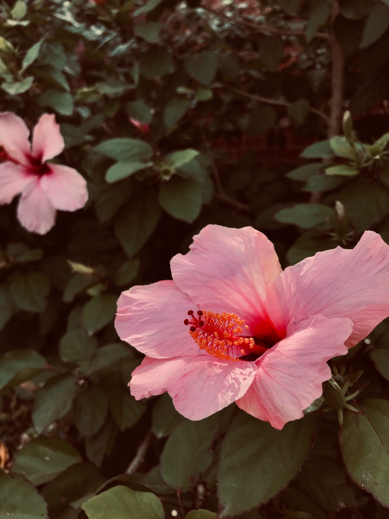 Pink hibiscus