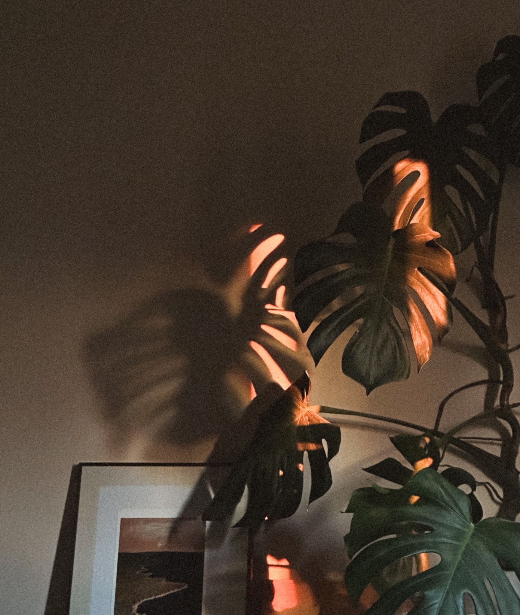 Monstera leaves and light